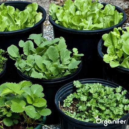 Organifer - Engrais Végétalien Végétal (20 kg - pour 200 m2) 3