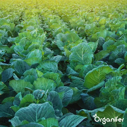 Organifer - Vegan Plantaardige Meststof (20 kg – voor 200 m2) 5