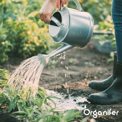 Organifer - Plantenvoeding All-In-One - Vloeibaar (2,5L - voor 250L) 4