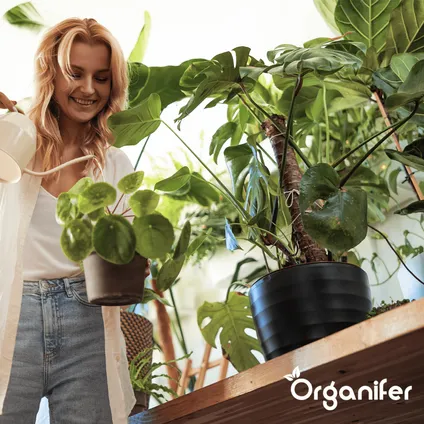 Organifer - Plantenvoeding All-In-One - Vloeibaar (2,5L - voor 250L) 7
