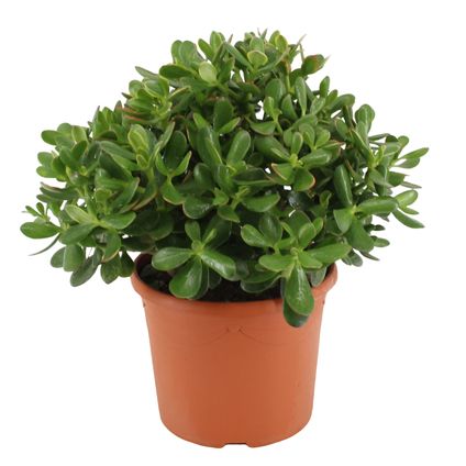 Crassula ovata 'Minor' M - Plante d'intérieur - Succulente - ⌀ 17cm - H30-35cm
