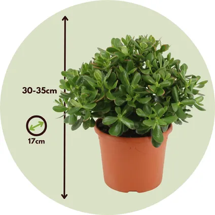 Crassula ovata Minor - Vetplant - Kamerplant - Pot 17cm - Hoogte 30-35cm 2