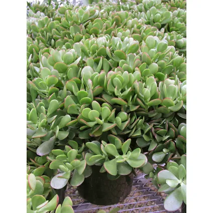 Crassula ovata Minor - Vetplant - Kamerplant - Pot 17cm - Hoogte 30-35cm 3