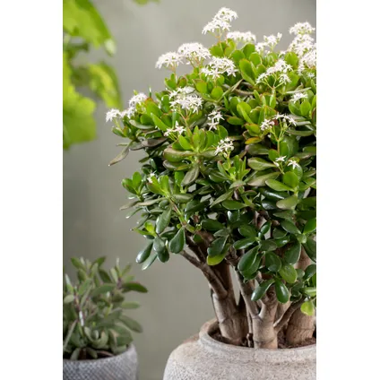 Crassula ovata Minor - Vetplant - Kamerplant - Pot 17cm - Hoogte 30-35cm 4