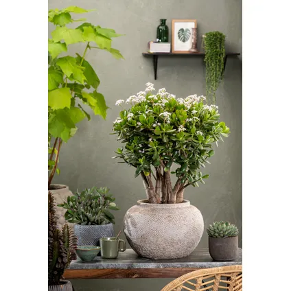 Crassula ovata Minor - Vetplant - Kamerplant - Pot 17cm - Hoogte 30-35cm 6