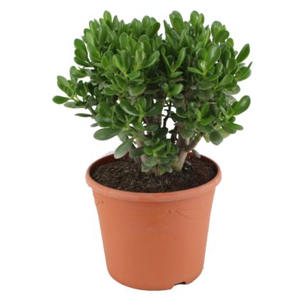 Crassula ovata Minor - Vetplant - Kamerplant - Pot 30cm - Hoogte 60-65cm