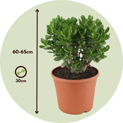 Crassula ovata Minor - Vetplant - Kamerplant - Pot 30cm - Hoogte 60-65cm 2