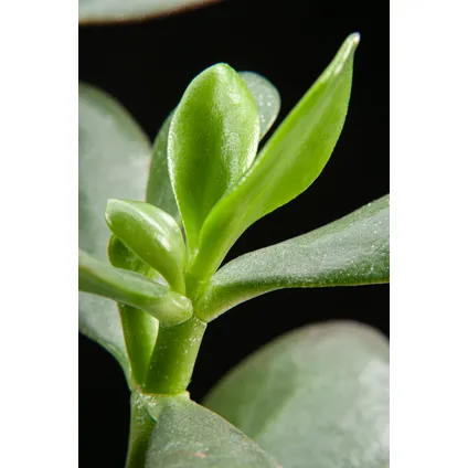 Crassula ovata Minor - Vetplant - Kamerplant - Pot 30cm - Hoogte 60-65cm 3
