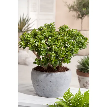 Crassula ovata Minor - Vetplant - Kamerplant - Pot 30cm - Hoogte 60-65cm 5