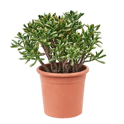 Crassula ovata 'Hobbit' XL - Plante d'intérieur - Succulente - ⌀ 30cm - H55-60cm