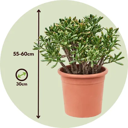 Crassula ovata Hobbit - Vetplant - Kamerplant - Pot 30cm - Hoogte 55-60cm 2