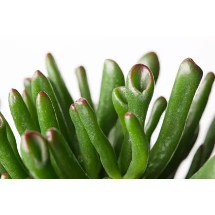 Crassula ovata Hobbit - Vetplant - Kamerplant - Pot 30cm - Hoogte 55-60cm 3