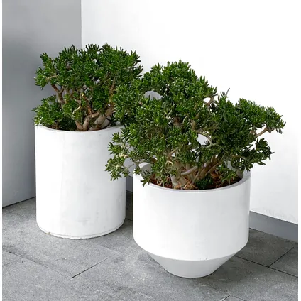 Crassula ovata Hobbit - Vetplant - Kamerplant - Pot 30cm - Hoogte 55-60cm 4