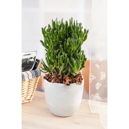 Crassula ovata Hobbit - Vetplant - Kamerplant - Pot 30cm - Hoogte 55-60cm 5
