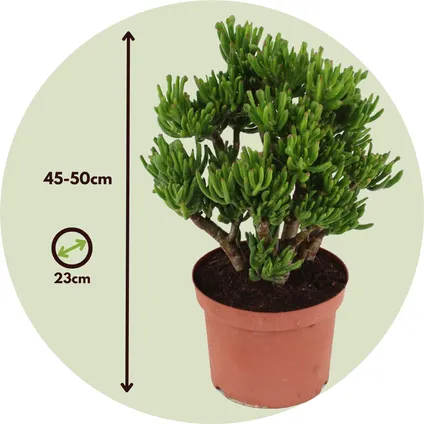 Crassula ovata Hobbit - Vetplant - Kamerplant - Pot 23cm - Hoogte 45-50cm 2