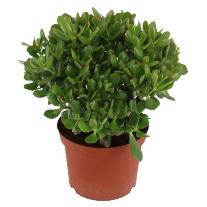 Crassula ovata Minor - Vetplant - Kamerplant - Pot 23cm - Hoogte 45-50cm