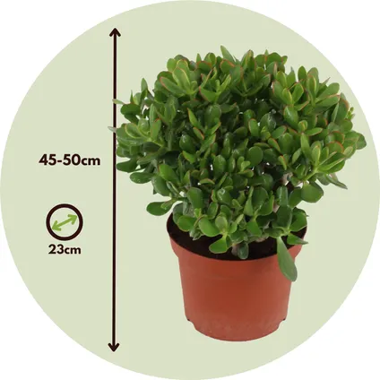 Crassula ovata Minor - Vetplant - Kamerplant - Pot 23cm - Hoogte 45-50cm 2