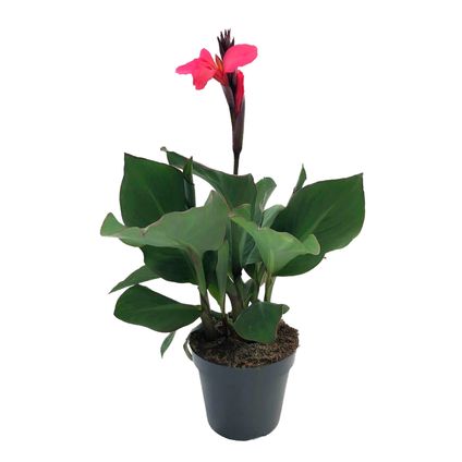 Canna 'Cannova' - Roseau fleuri - Canna Lily Pink - Pot 17cm - Hauteur 35-45cm