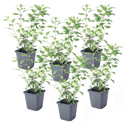 Solanum Rantonnetii 'Nachtschade' - 6 stuks - Struik - Pot 9 cm - Hoogte 25-40cm