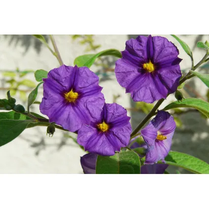 Solanum Rantonnetii 'Trésors de la nuit' - Lot de 6 - ⌀9 cm - Hauteur 25-40 cm 2