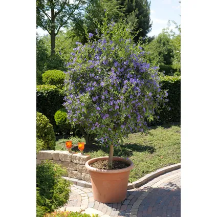 Solanum Rantonnetii 'Nachtschade' - 6 stuks - Struik - Pot 9 cm - Hoogte 25-40cm 5