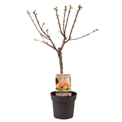 Prunus Armeniaca - Abrikozenboom - Fruitboom - Pot 21cm - Hoogte 90-100cm