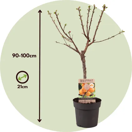 Prunus Armeniaca - Abrikozenboom - Fruitboom - Pot 21cm - Hoogte 90-100cm 2