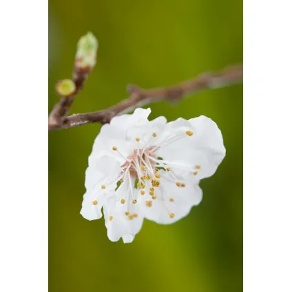 Prunus Armeniaca - Abrikozenboom - Fruitboom - Pot 21cm - Hoogte 90-100cm 3