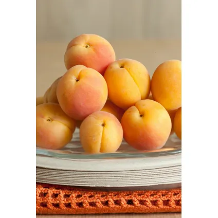Prunus Armeniaca - Abricotier - Arbre fruitier - ⌀21cm - Hauteur 90-100cm 4