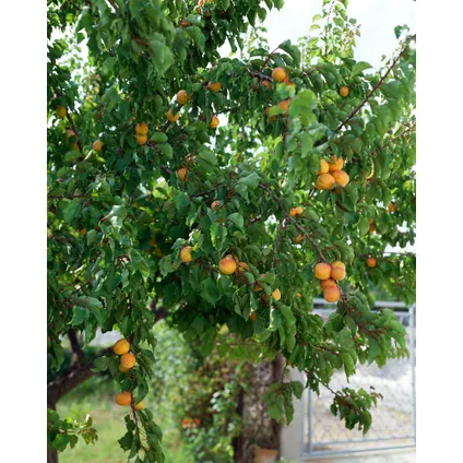 Prunus Armeniaca - Abrikozenboom - Fruitboom - Pot 21cm - Hoogte 90-100cm 5