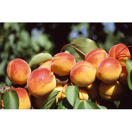 Prunus Armeniaca - Abrikozenboom - Fruitboom - Pot 21cm - Hoogte 90-100cm 6