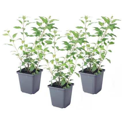 Solanum Rantonnetii 'Nachtschade' - 3 stuks - Struik - Pot 9 cm - Hoogte 25-40cm