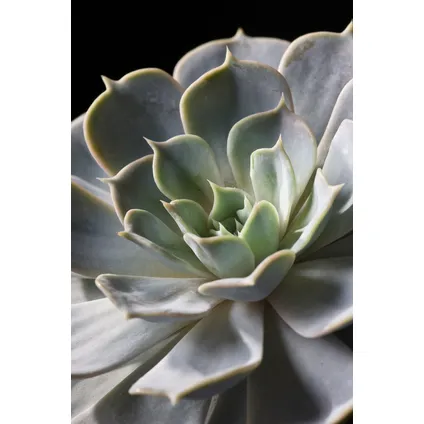 Echeveria DIY Mix 5 - vijf vetplanten voor decoratieve doeleinden - 7 cm 3