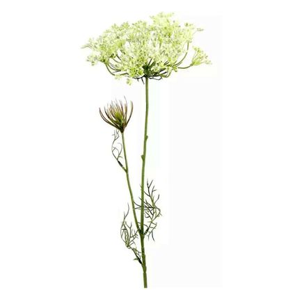 Heracleum sphondylium blanc - 70 cm