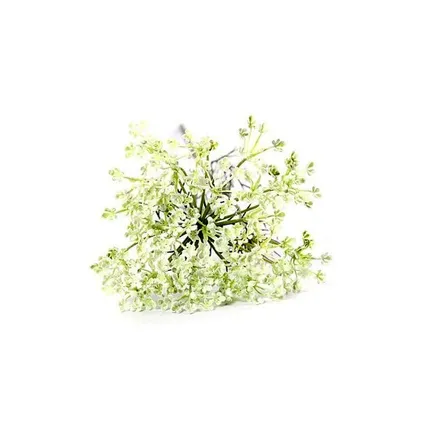 Heracleum sphondylium blanc - 70 cm 2