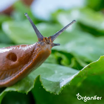 Organifer - Prévention Limaces et escargots 250 ml – Concentré pour 250 m2 2