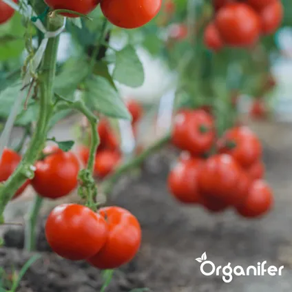 Organifer - Plantenvoeding All-In-One - Vloeibaar (5L - voor 500L) 4