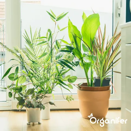 Organifer - Plantenvoeding All-In-One - Vloeibaar (5L - voor 500L) 6