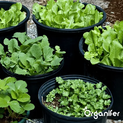 Organifer - Plantenvoeding All-In-One - Vloeibaar (5L - voor 500L) 10