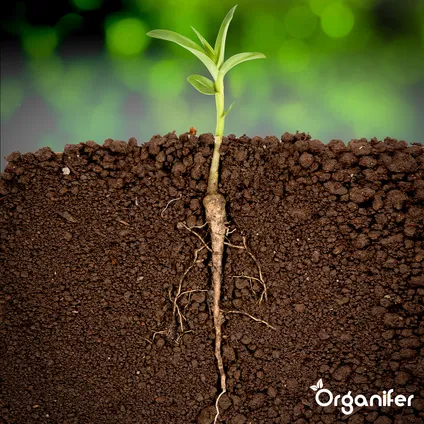 Organifer - Wortelstimulator - Roots Power Concentraat - 5 liter 4