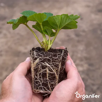 Organifer - Wortelstimulator - Roots Power Concentraat - 5 liter 5