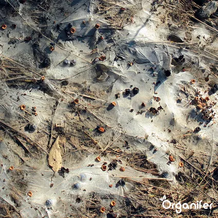 Organifer - Soil Fungi Bodemschimmel Concentraat - 10 l voor 10.000 m2 2