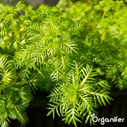 Organifer - EM Vijverballen met plantvoeding (20 stuks - voor 1 jaar plantvoeding) 5