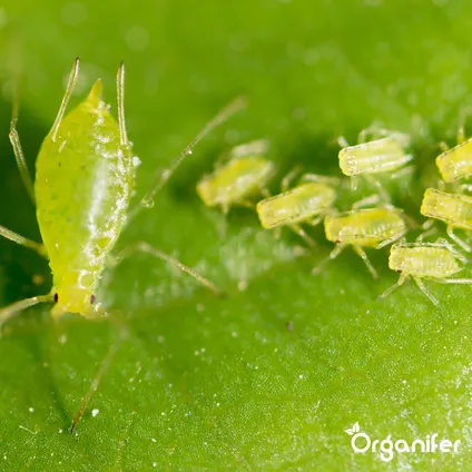 Organifer - Leaf Insects Bladinsecten Capsules - 36 stuks 2