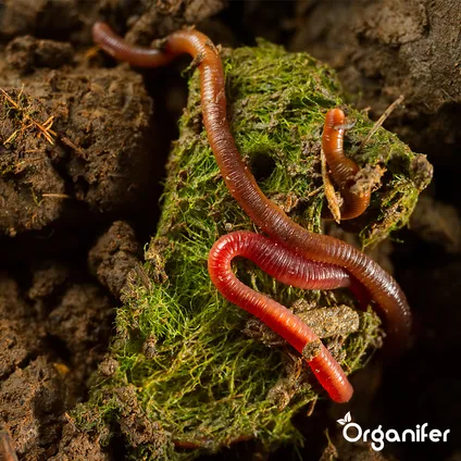 Organifer - Snail Prevention 10 l – Concentraat voor 10.000 m2 5