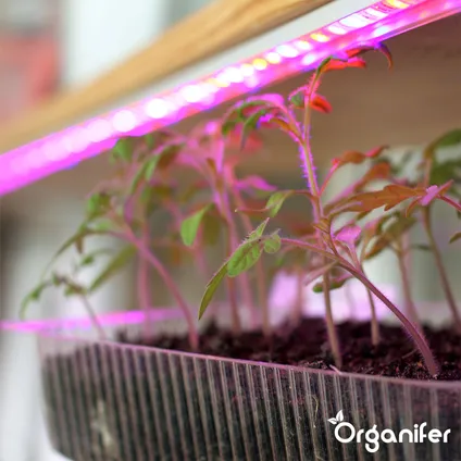 Organifer - Mesttabletten All-In-One (100 tabs - voor 1 jaar plantvoeding) 9