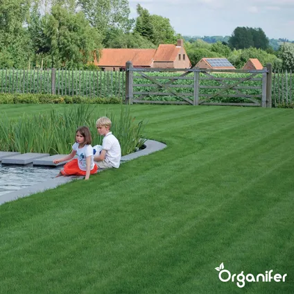 Organifer - Siergazon Graszaad – Elegant (5 kg voor 250 m2) 2