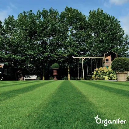 Organifer - Siergazon Graszaad – Elegant (5 kg voor 250 m2) 8