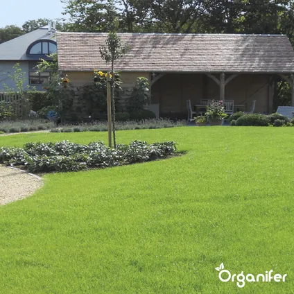 Organifer - Siergazon Graszaad – Elegant (5 kg voor 250 m2) 10