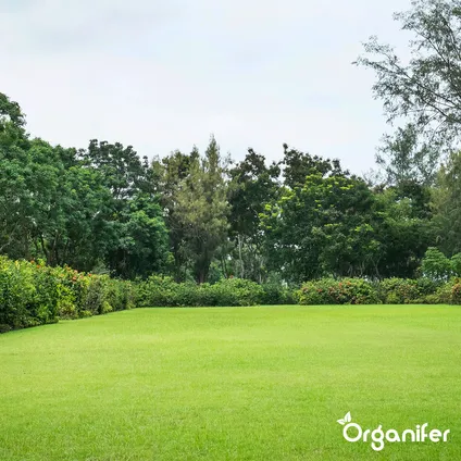 Organifer - Semence Gazon Regarnissage – Résilient (15 kg pour 750 m²) 3